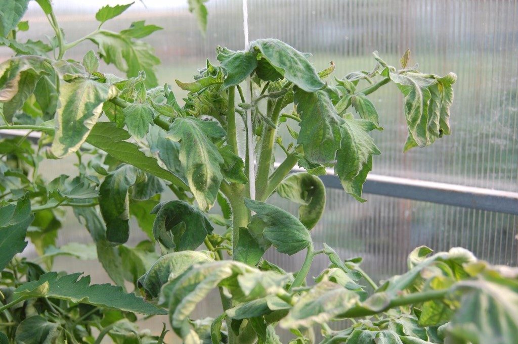 В’яне листя на помідорах: причини, симптоми та методи боротьби