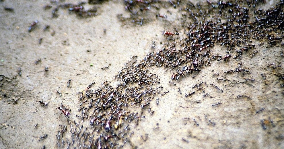 Якої рослини бояться мурахи на городі