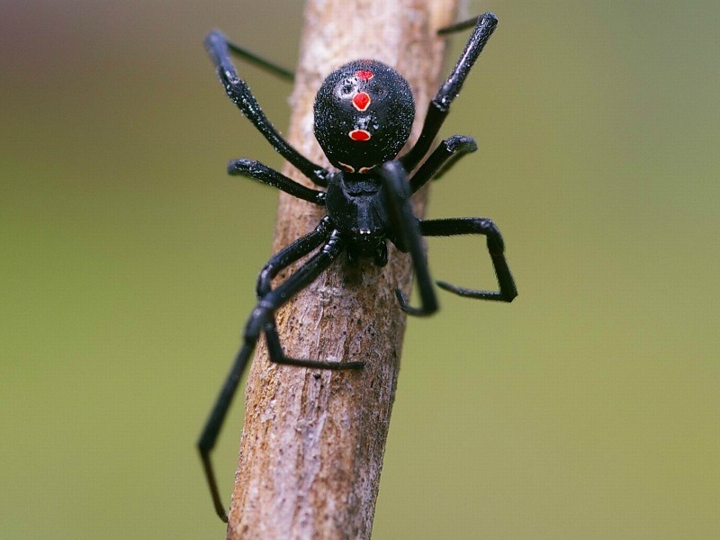 павук каракут чорна вдова