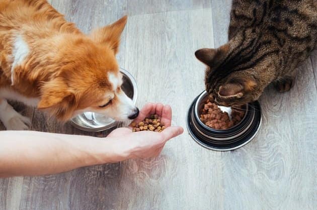 кіт і собака їдять