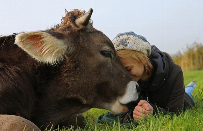 дівчина з коровою