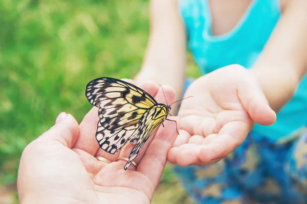 діти метелики