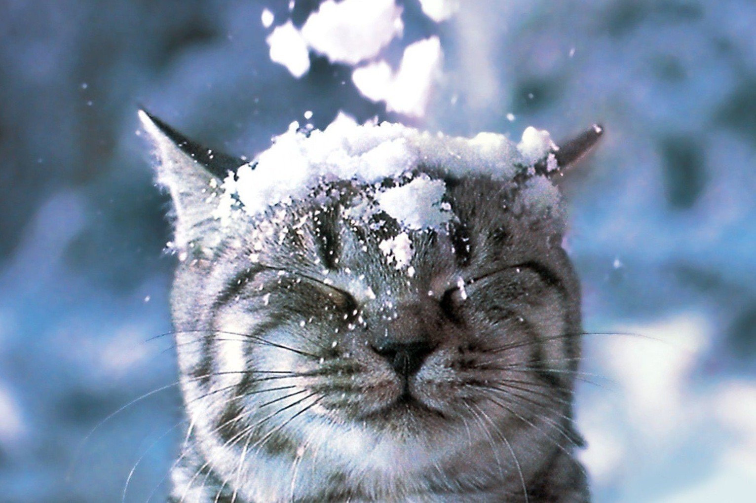 кіт зима