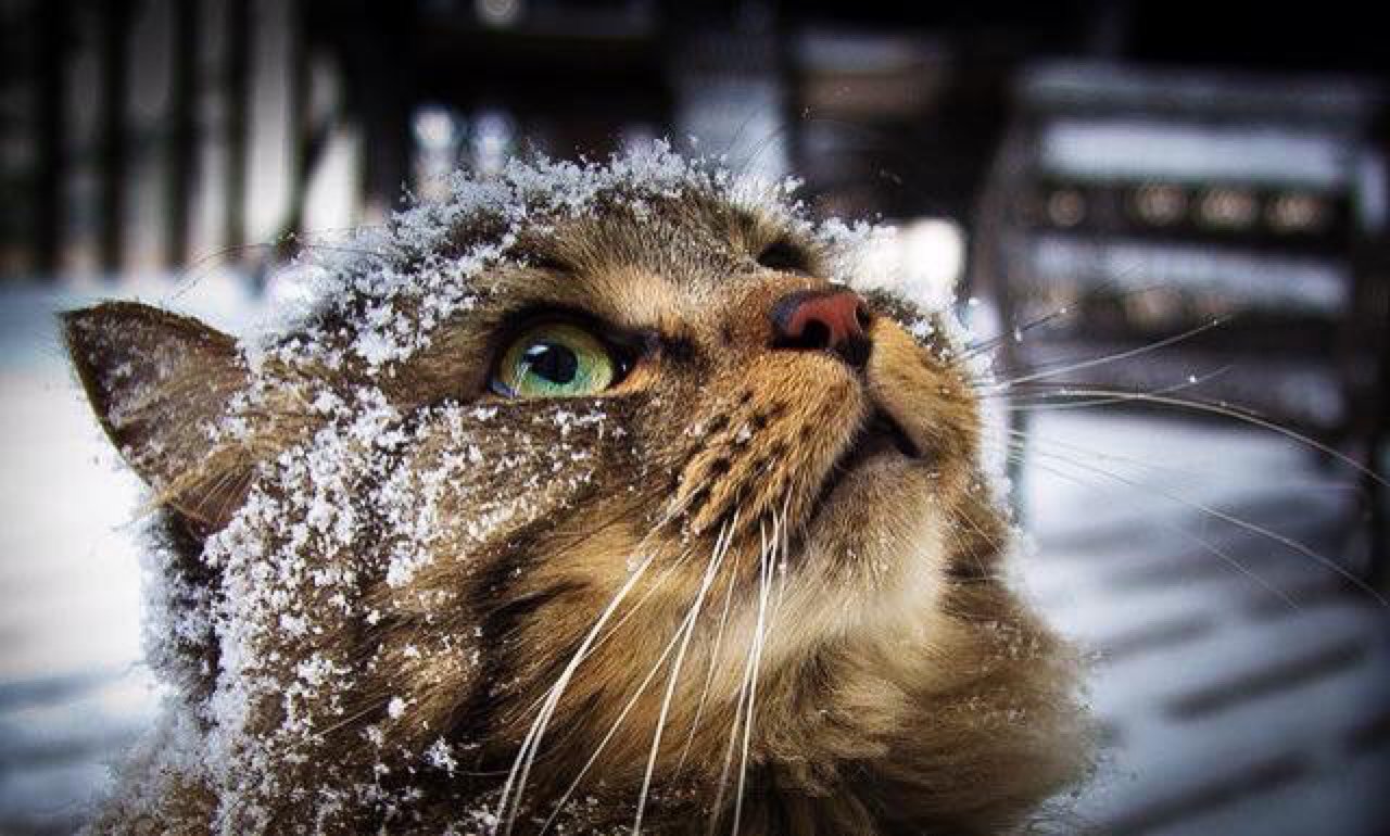 кіт сніг