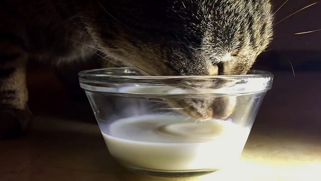 кіт п'є молоко
