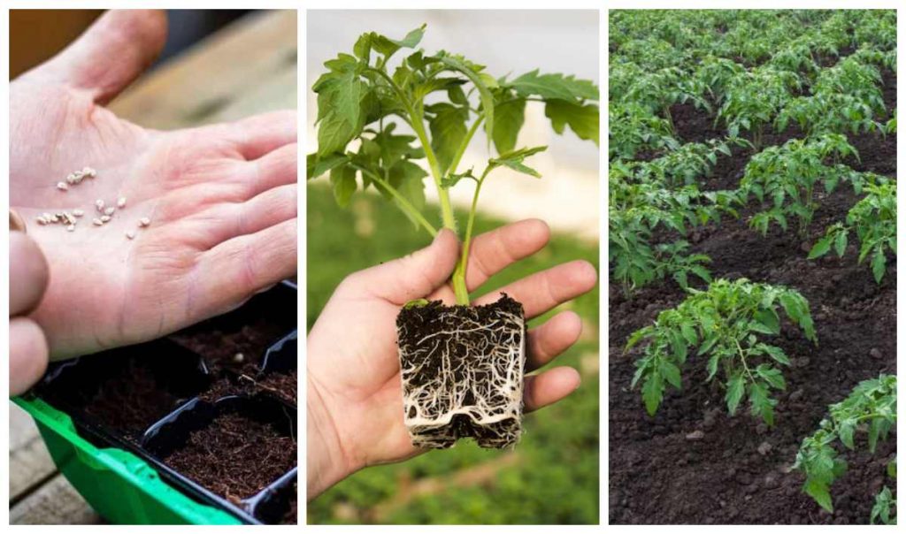 розсада помідорів