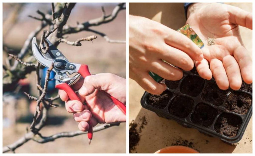 садово-городні роботи у лютому