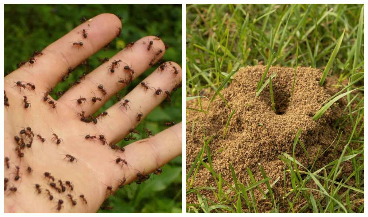 мурахи на газоні