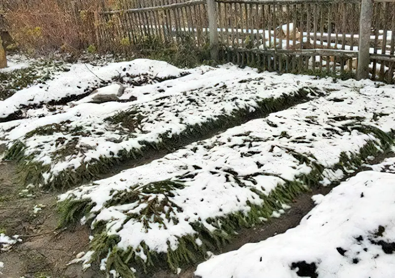 Сніг на городі