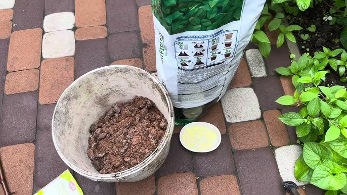 Мульчування гортензій