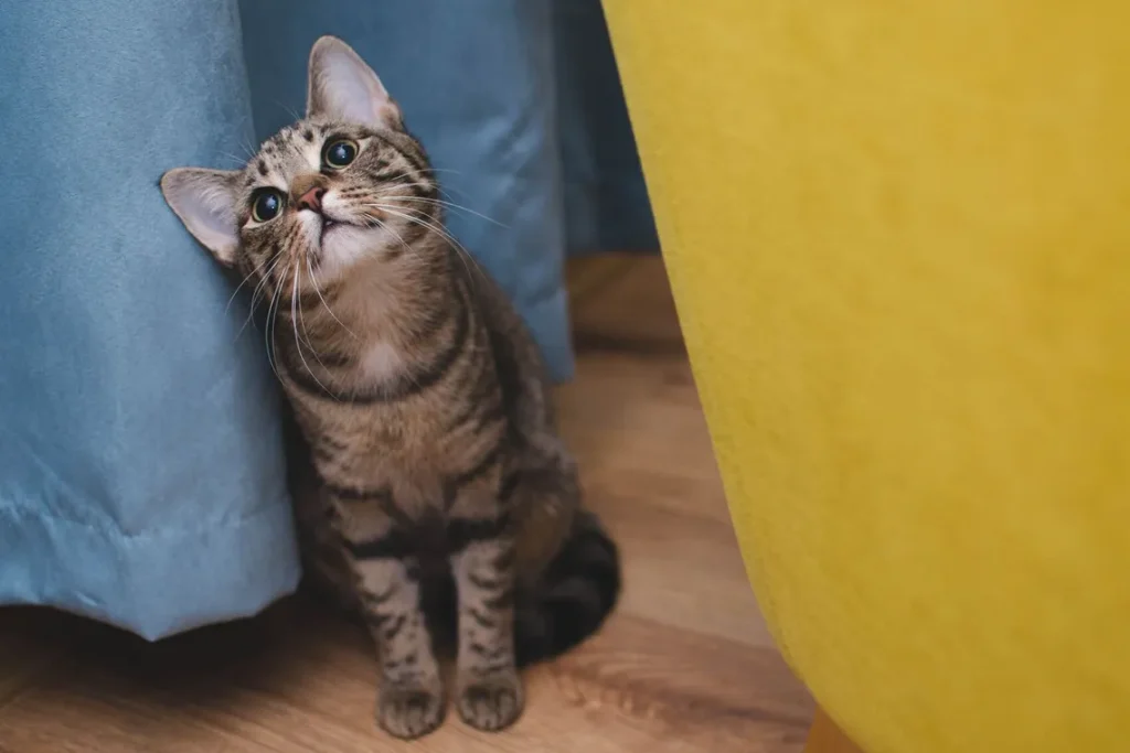 Як відучити кота мітити територію