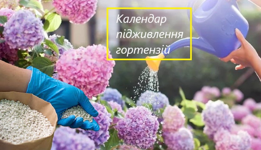 календар догляду за гортензіями