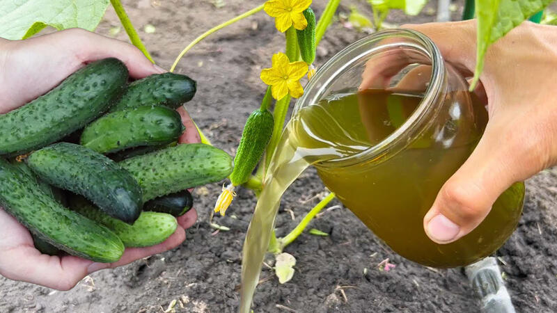 огірки