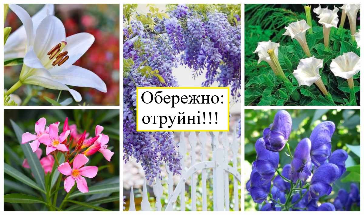 отруйні квіти