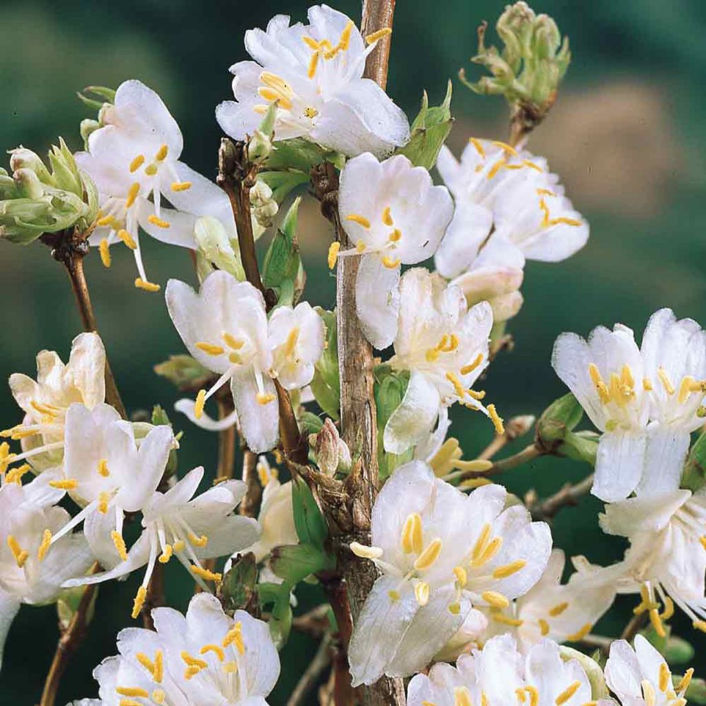 Lonicera × purpusii ‘Winter Beauty’