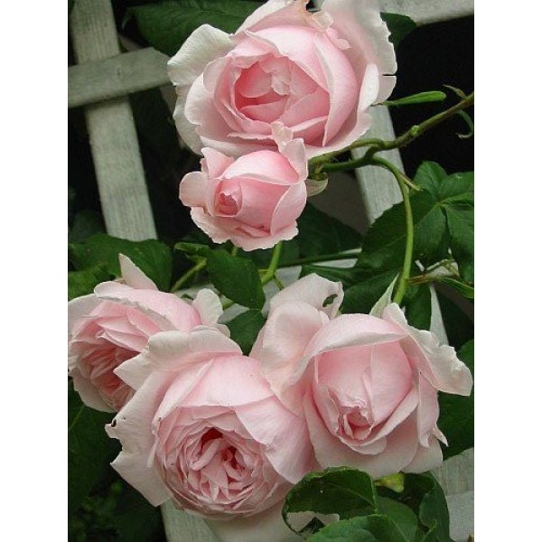 «Нахема» (Rose ‘Nahema’)