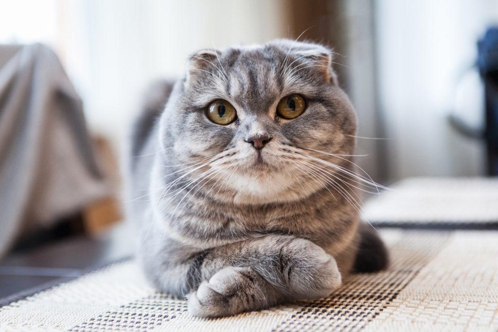 Скотиш-фолд