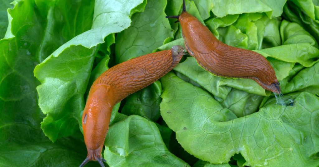 слимак
