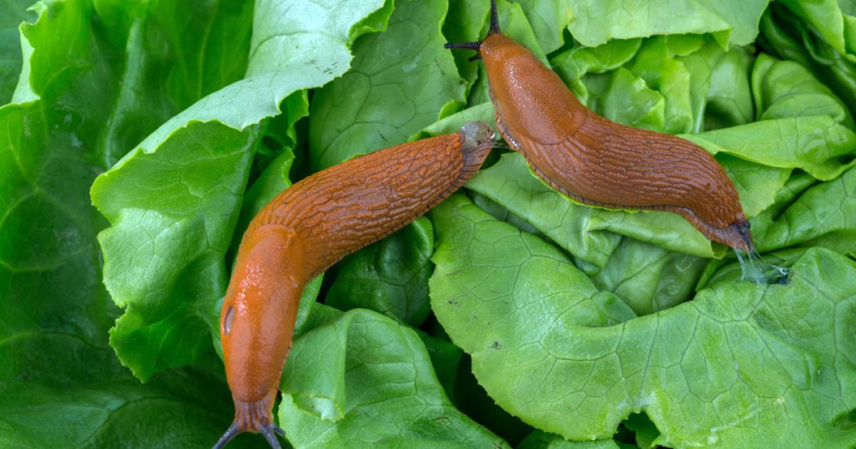 слимак