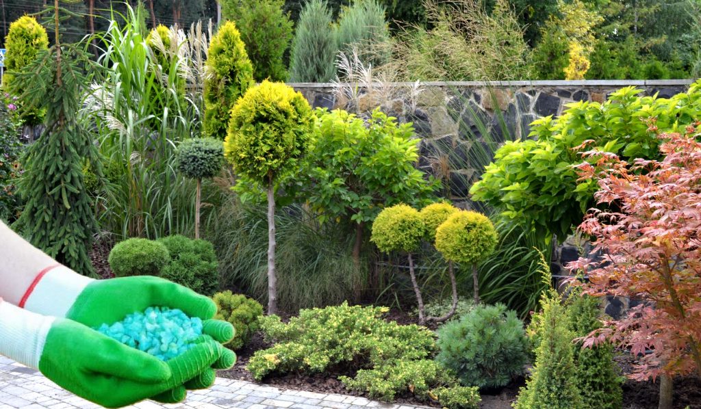 Осінні добрива для хвойних рослин