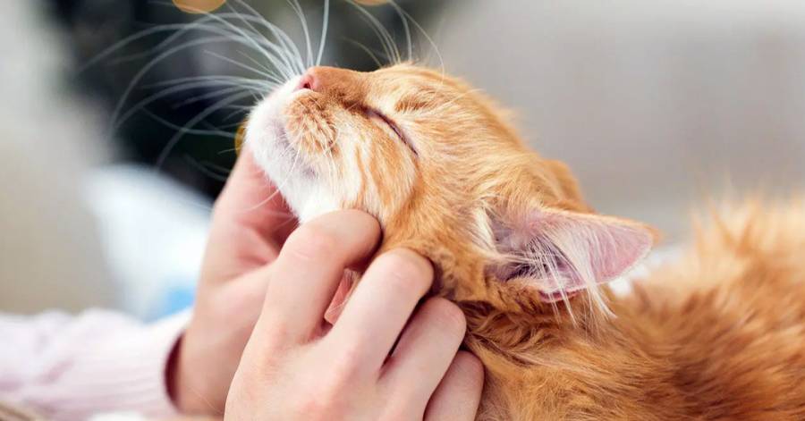 кототерапія