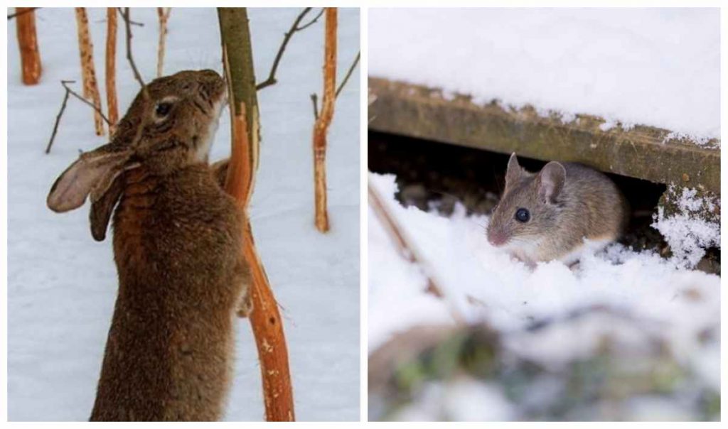 Як захистити сад від мишей і зайців