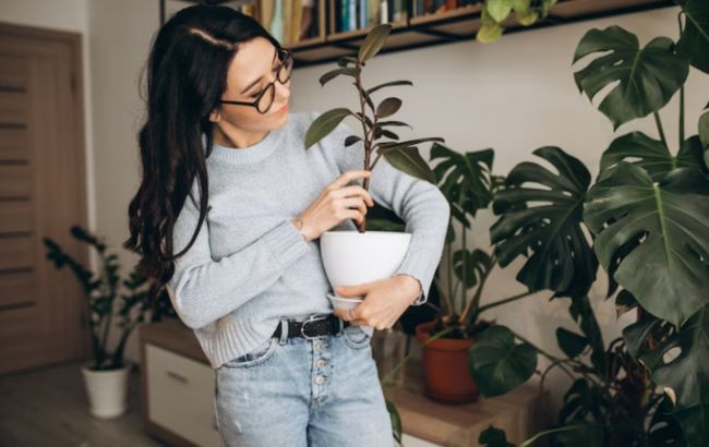 Кімнатні рослини від стресу