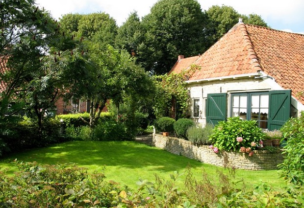 Дерева біля дому