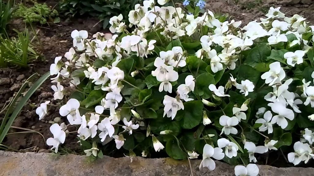 Фіалка запашна біла