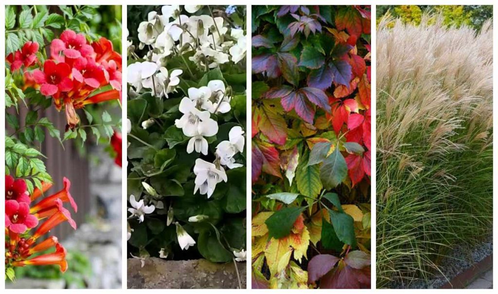 рослини-окупанти