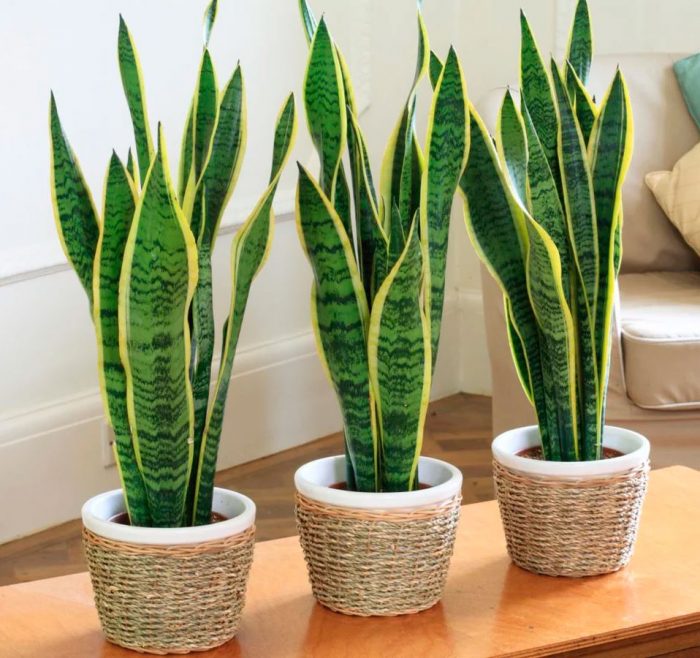 Сансевієрія