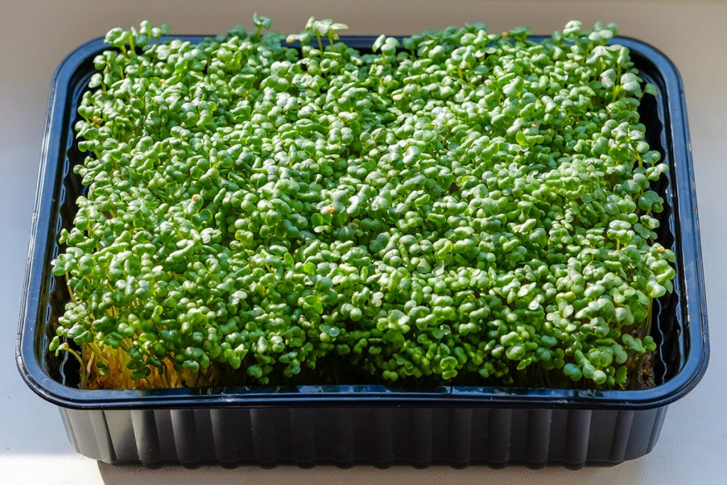 Мікрозелень на підвіконні