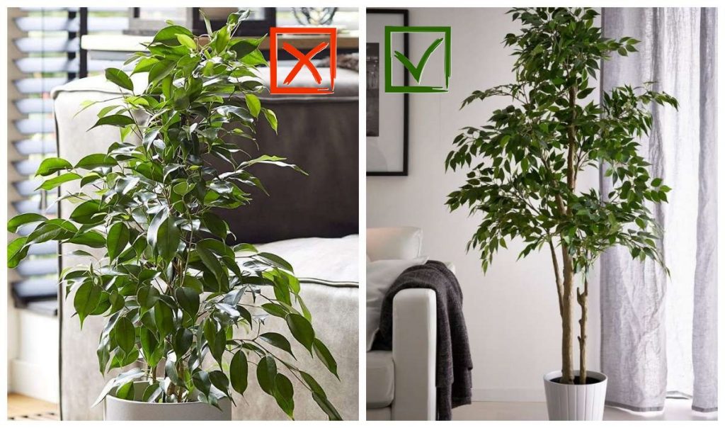 Фікус Бенжаміна