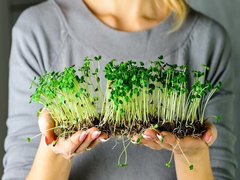 Мікрозелень на підвіконні