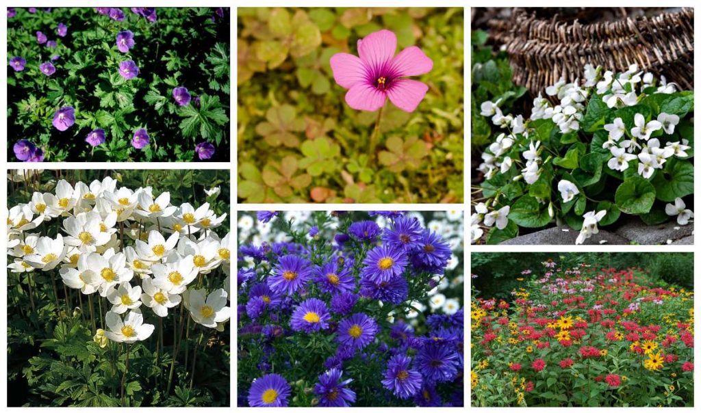 інвазивні рослини