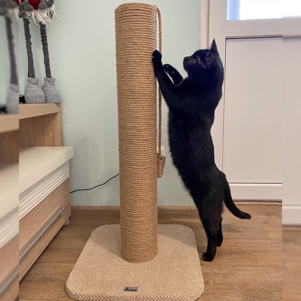 Кігтеточка для кота