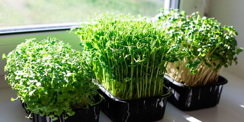 мікрозелень