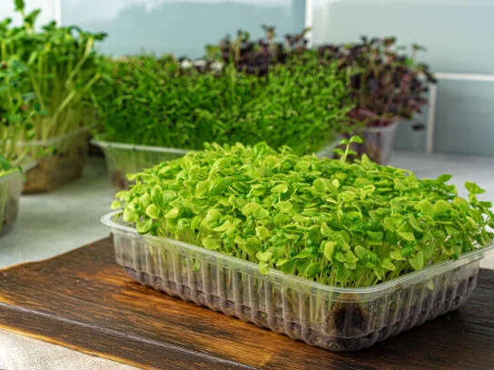 Мікрозелень на підвіконні