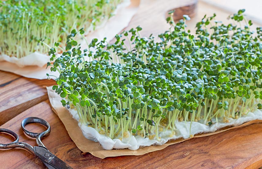 Мікрозелень на підвіконні