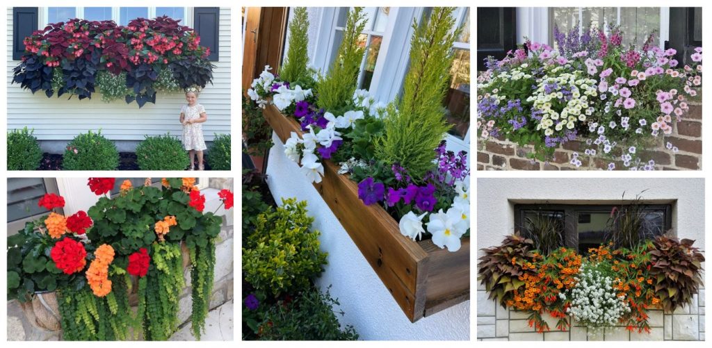 Рослини в контейнерах для прикраси будинку