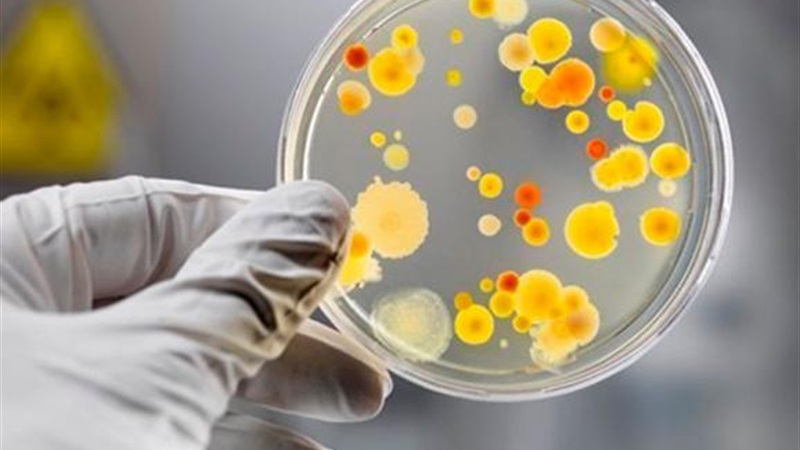 Сальмонельоз