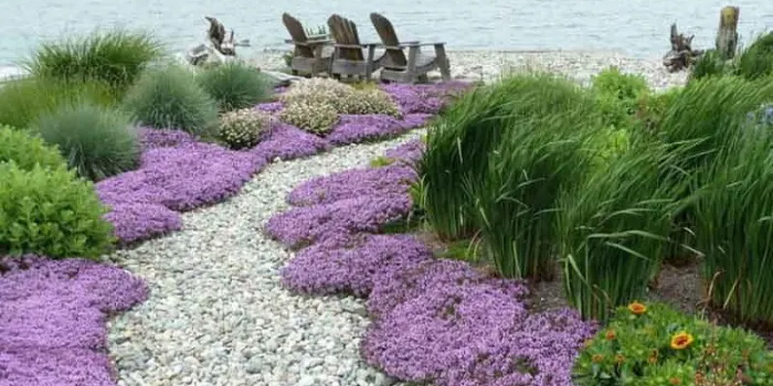 Ґрунтопокривні рослини замість газону