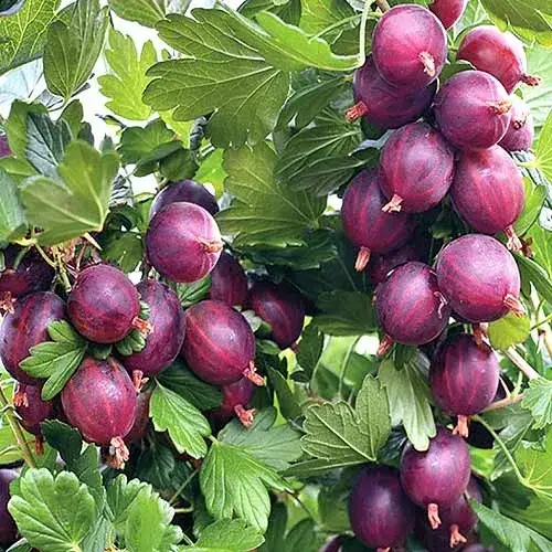 Аґрус декоративний