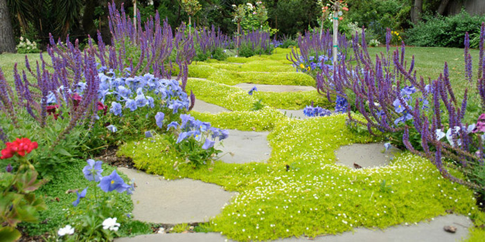 Ґрунтопокривні рослини замість газону