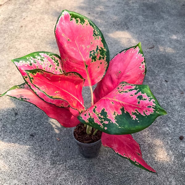 Аглаонема (червоні сорти)