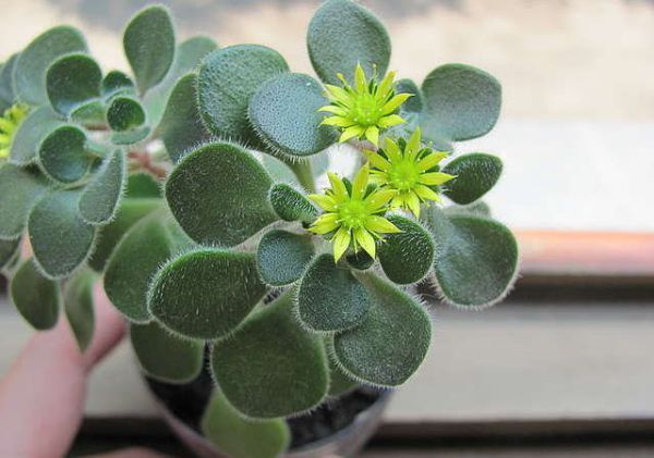 Кімнатні рослини з пухнастим листям