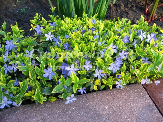 Барвінок малий