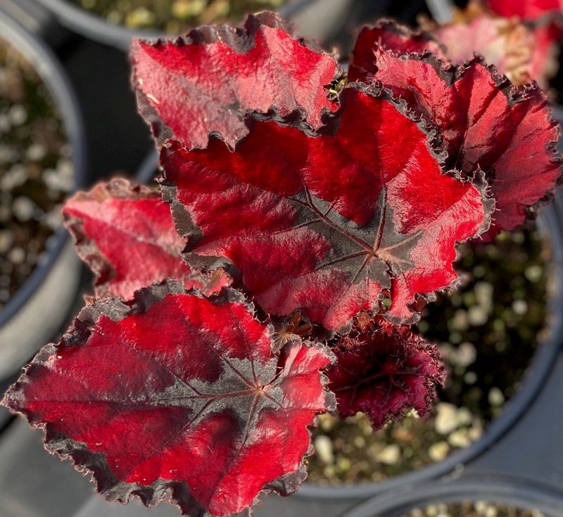 Бегонія Рекс (королівська)
