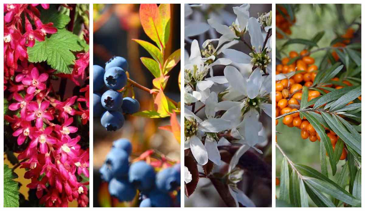 декоративні кущі з ягодами