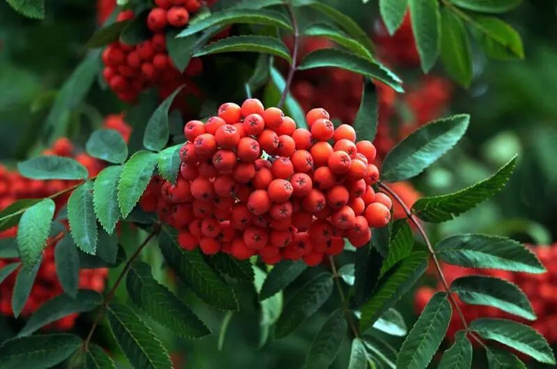 Горобина звичайна (кущова форма)